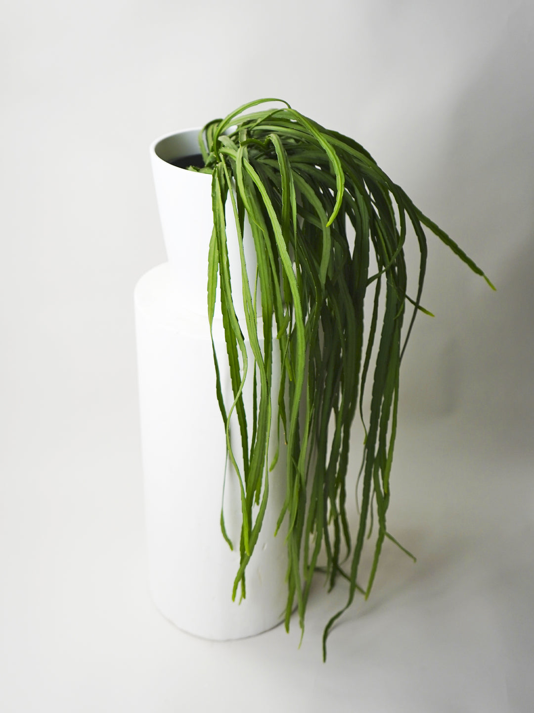 Mini Piper Peperomia