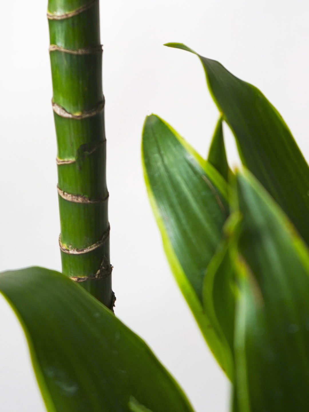 Dracaena Dorado Grande