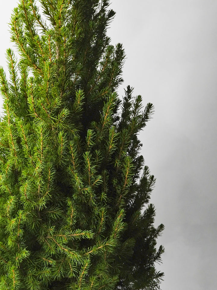 Christmas Pine Picea Glauca