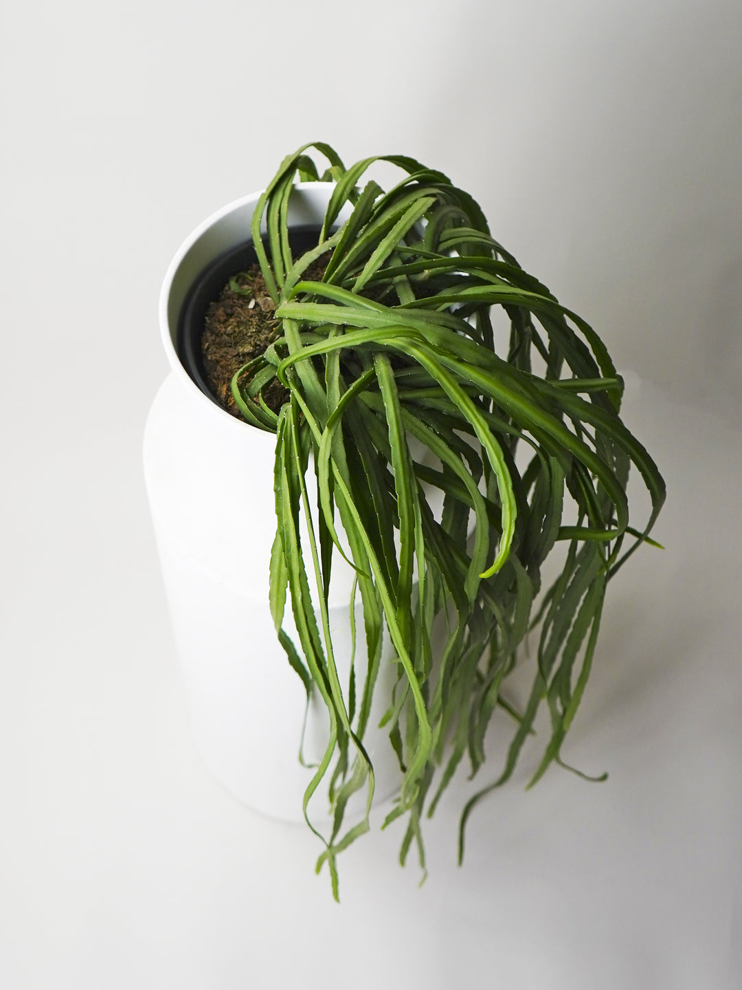Mini Piper Peperomia