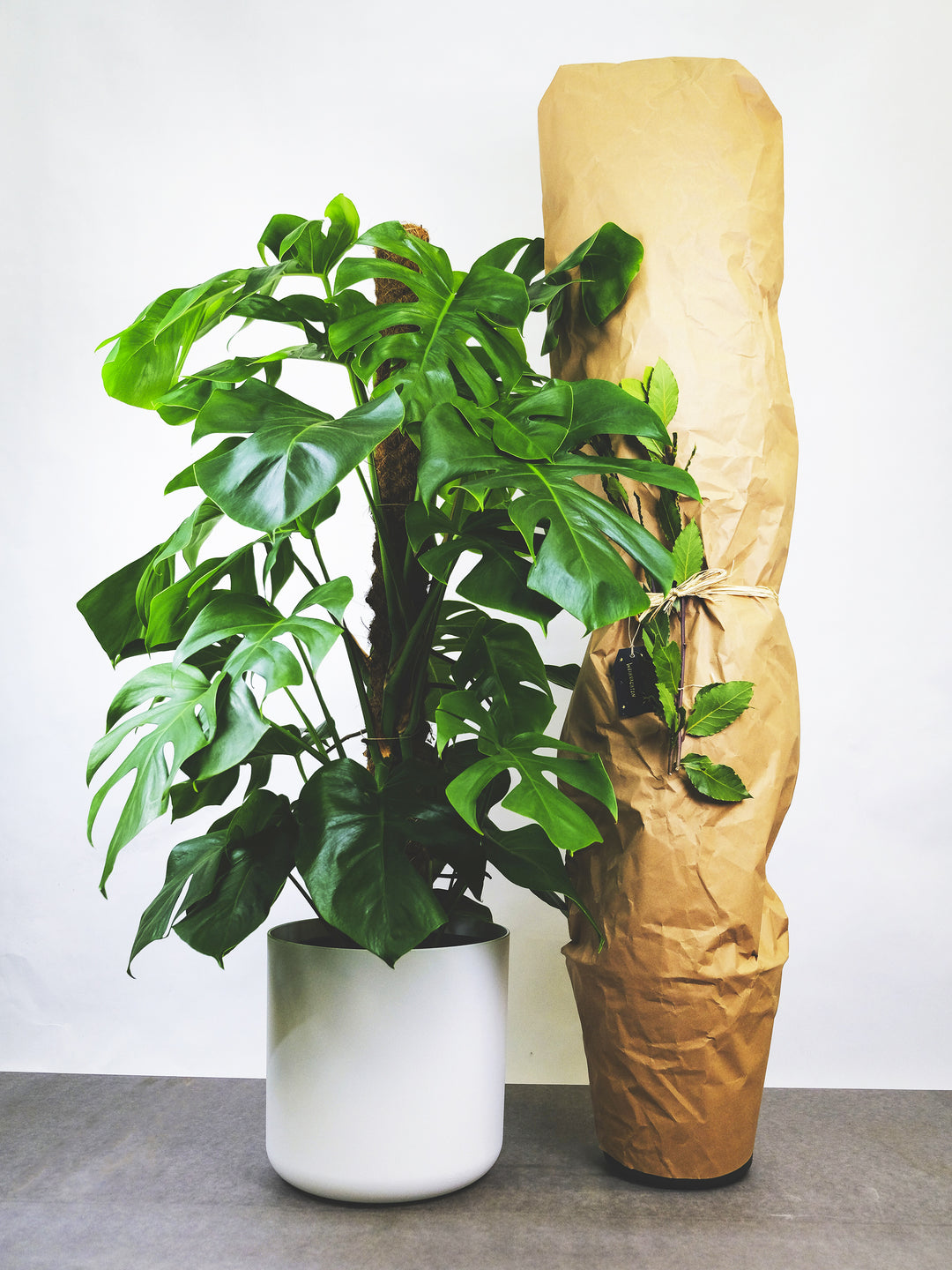Monstera Delicioso