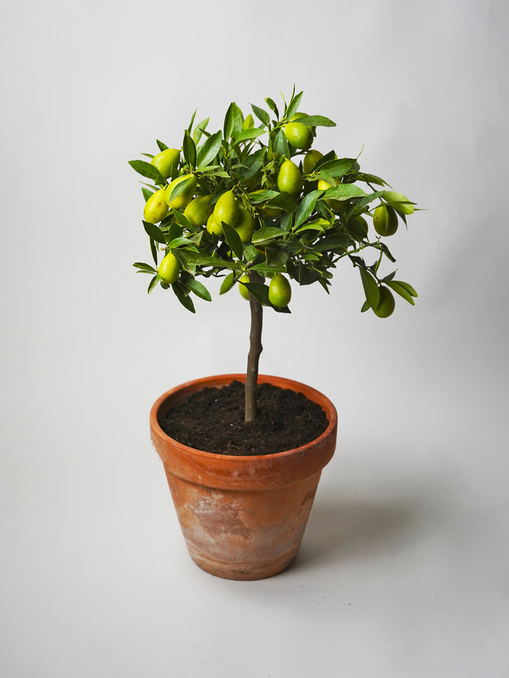 Limonero Citrofortunella