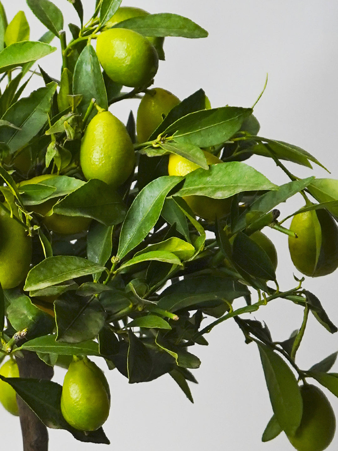 Limonero Citrofortunella
