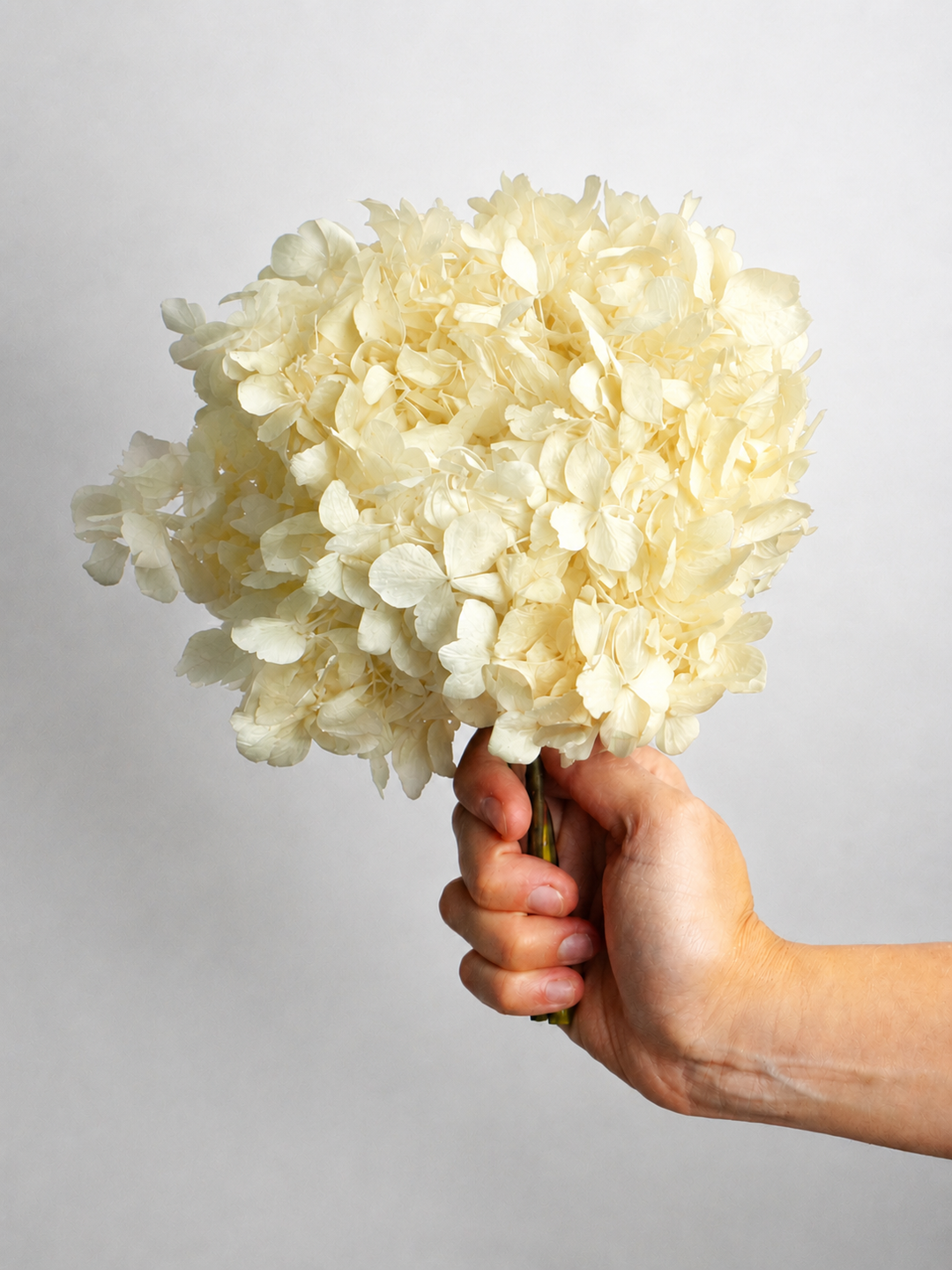 Hortensia o Hydrangea Preservada