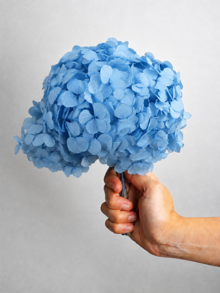 Hortensia o Hydrangea Preservada