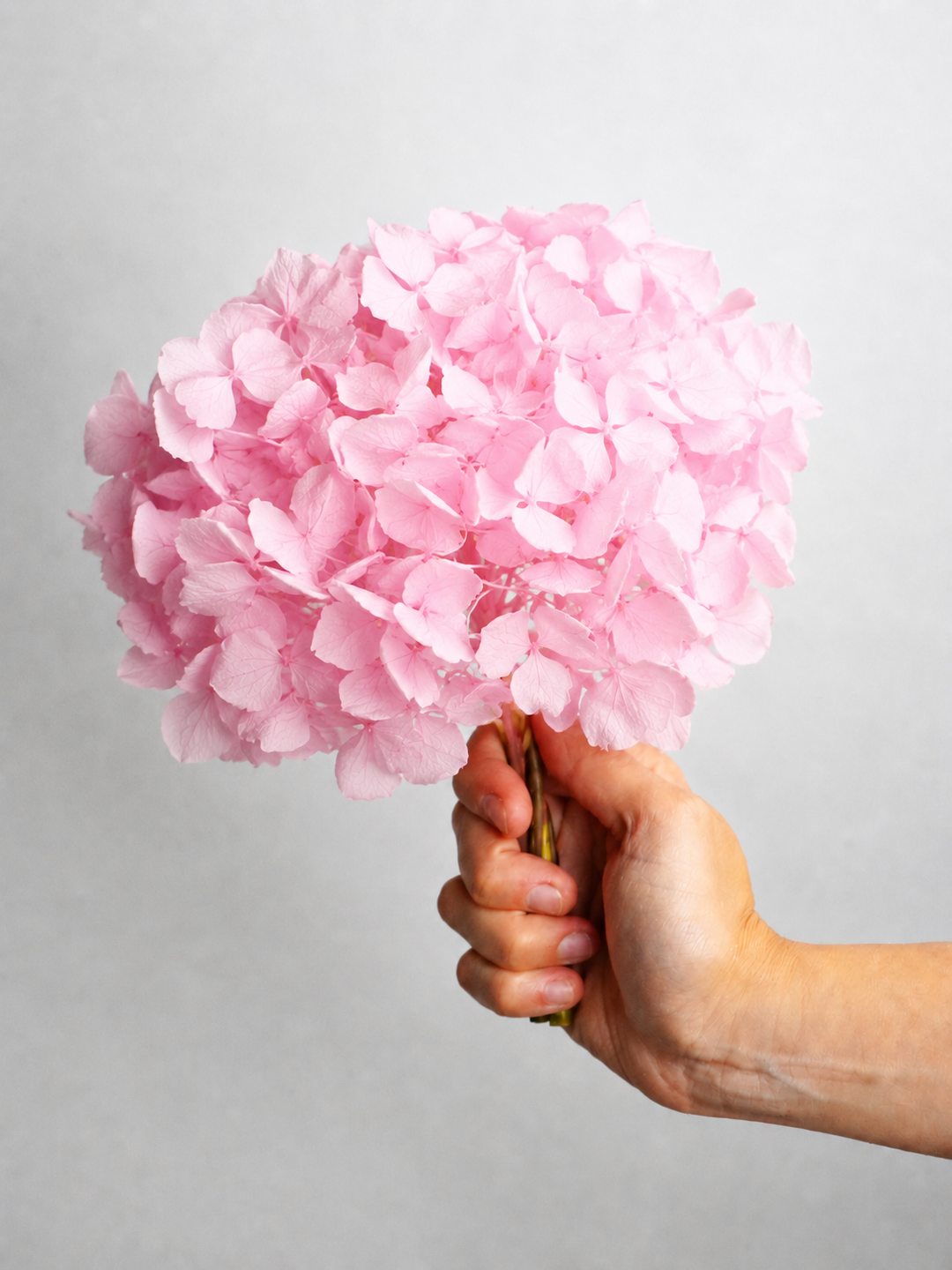 Hortensia o Hydrangea Preservada