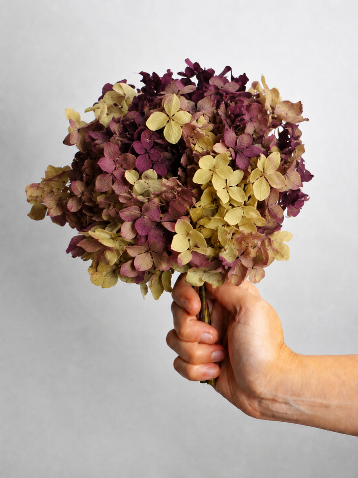 Hortensia o Hydrangea Preservada