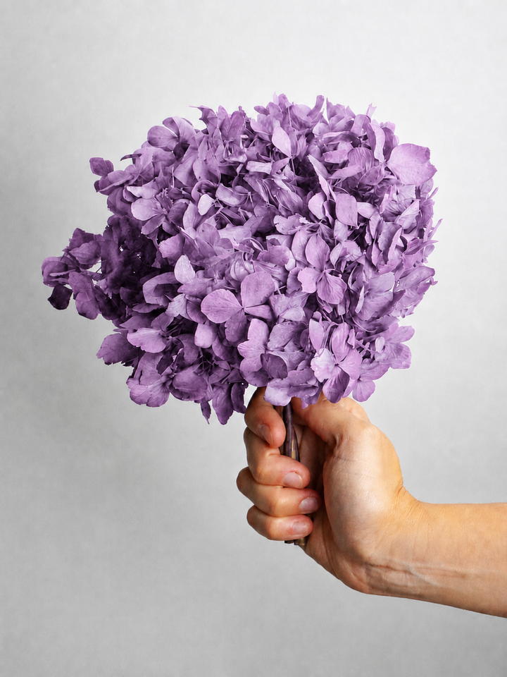 Hortensia o Hydrangea Preservada