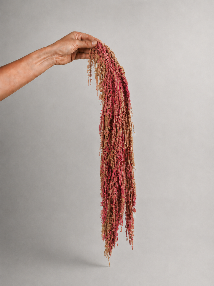 Amaranthus Colgante Preservada