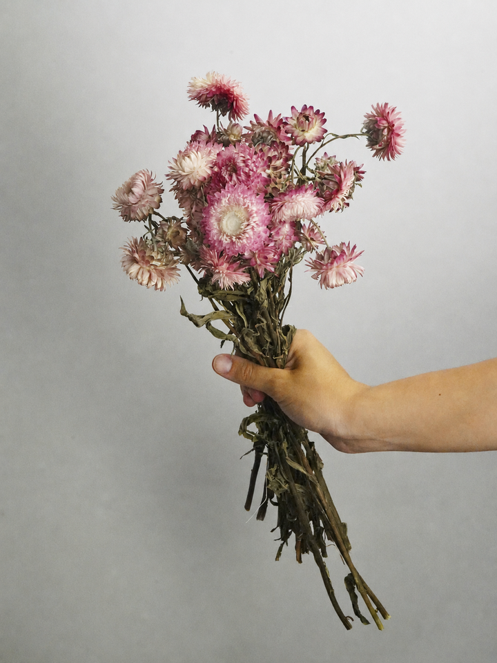 Helichrysum Flor Seca
