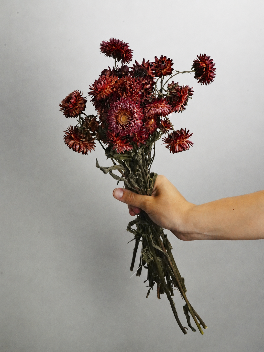 Helichrysum Flor Seca