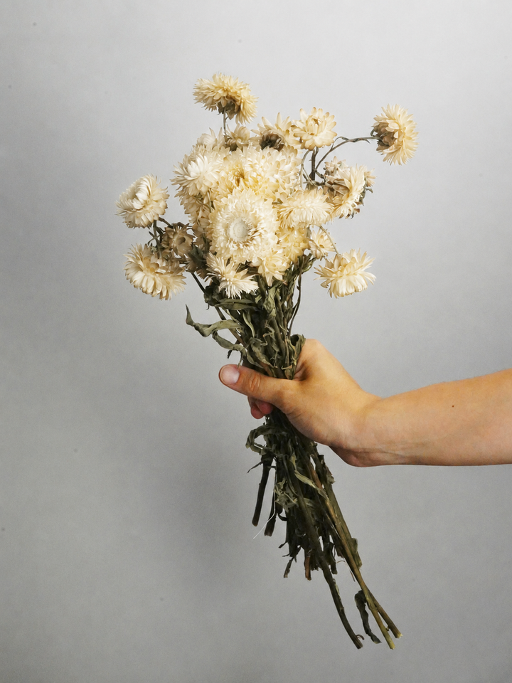 Helichrysum Flor Seca