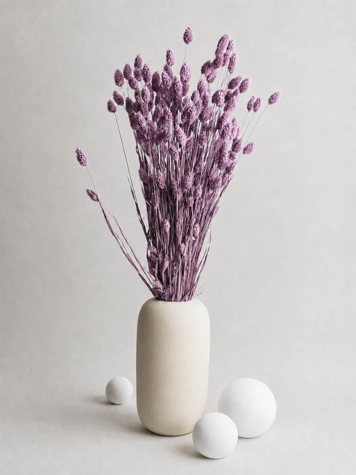 Phalaris Seco