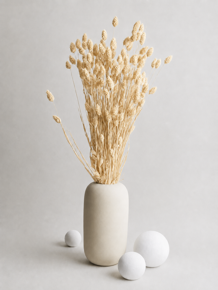 Phalaris Seco