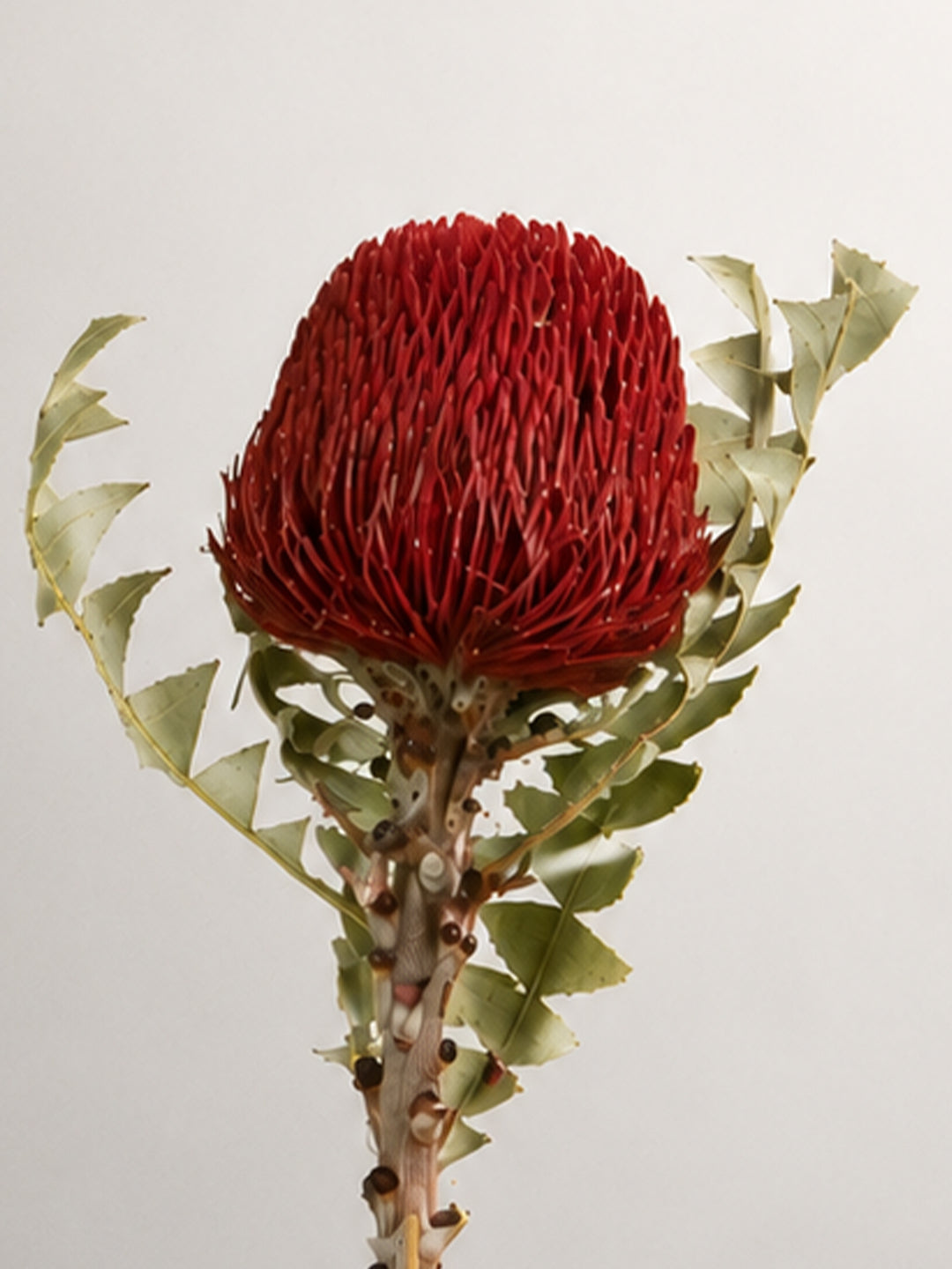 Preserved Eucalyptus Cinerea 