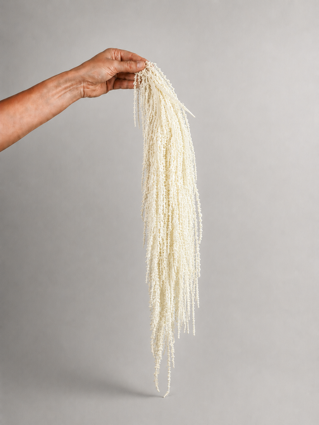 Amaranthus Colgante Preservada