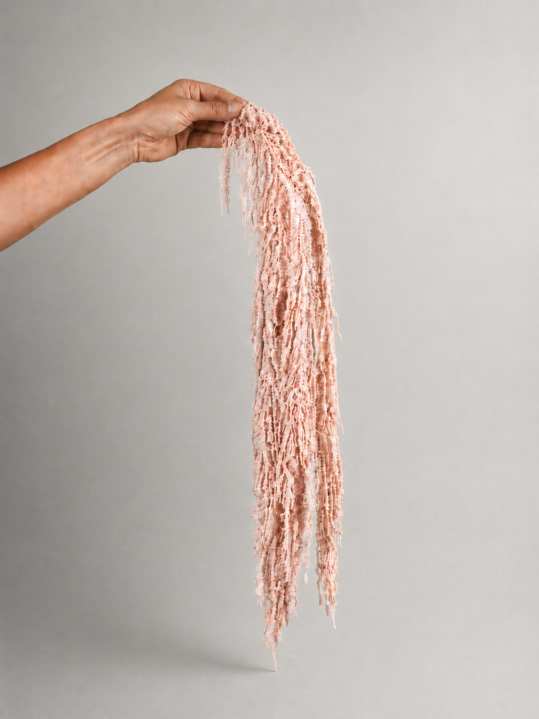 Amaranthus Colgante Preservada