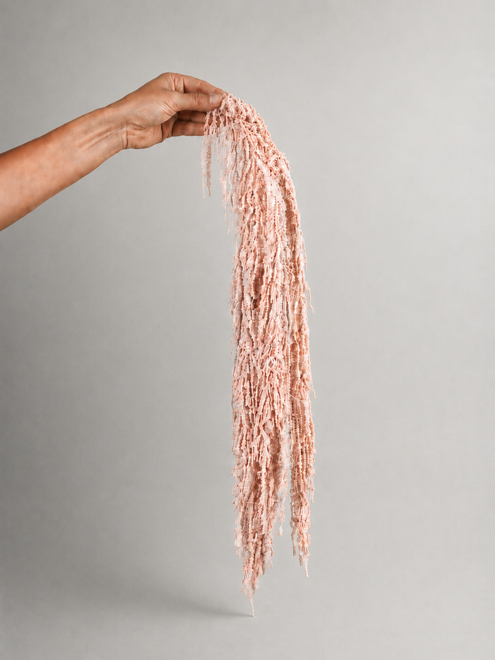 Amaranthus Colgante Preservada