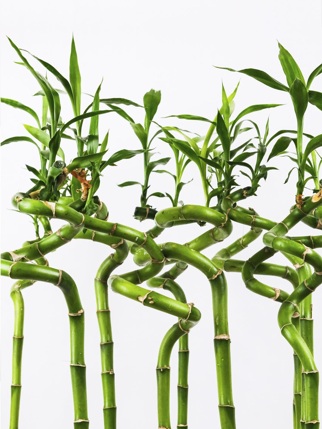 donde comprar lucky bamboo Bamboo de la Suerte Espiral | Lucky | Plantas a Domicilio