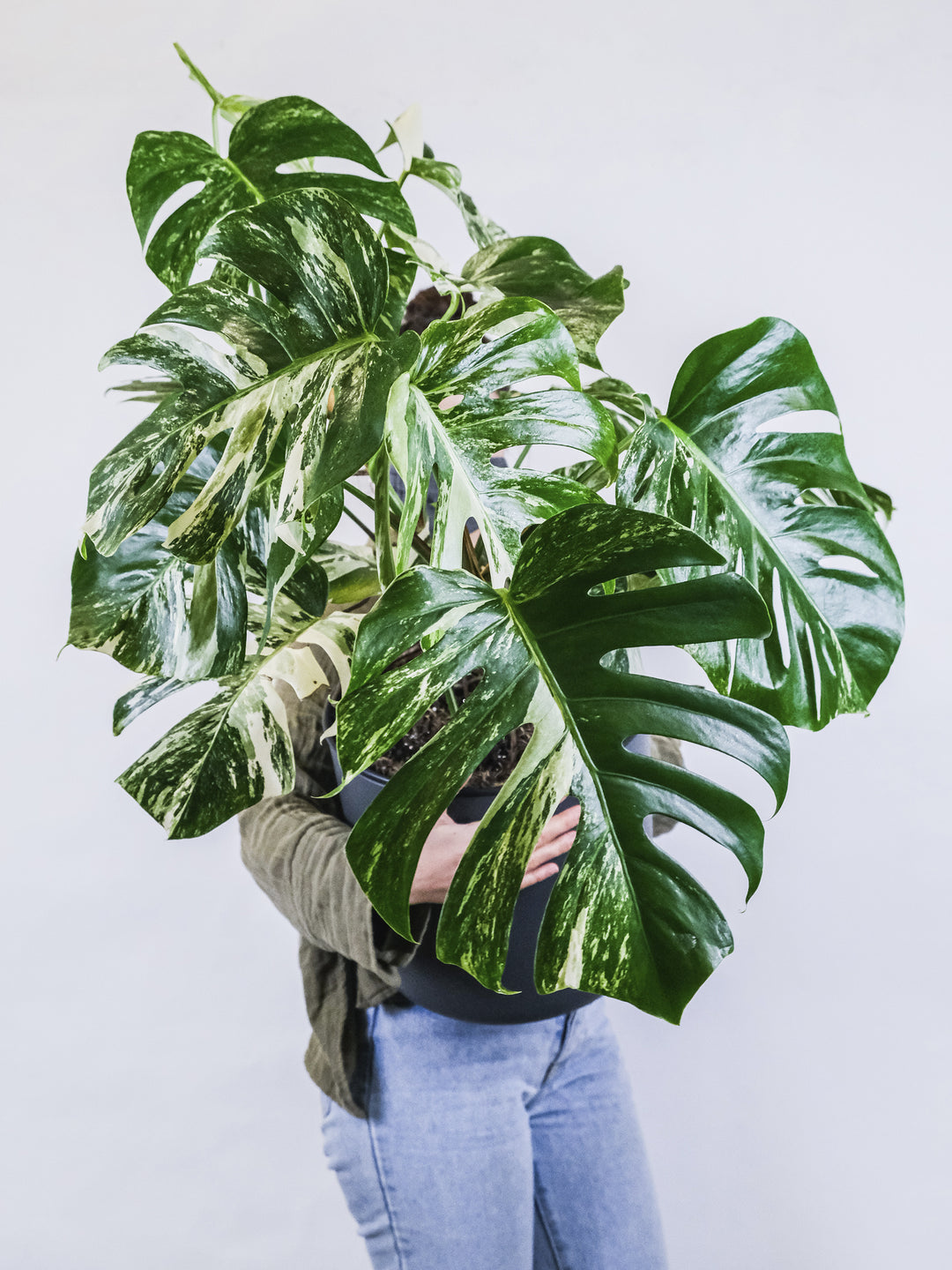Monstera  Variegata Thai Constelación