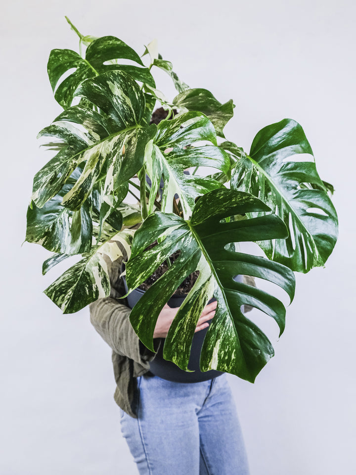 Monstera  Variegata Thai Constelación