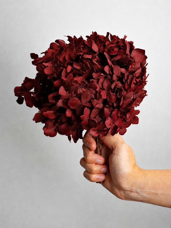 Hortensia o Hydrangea Preservada