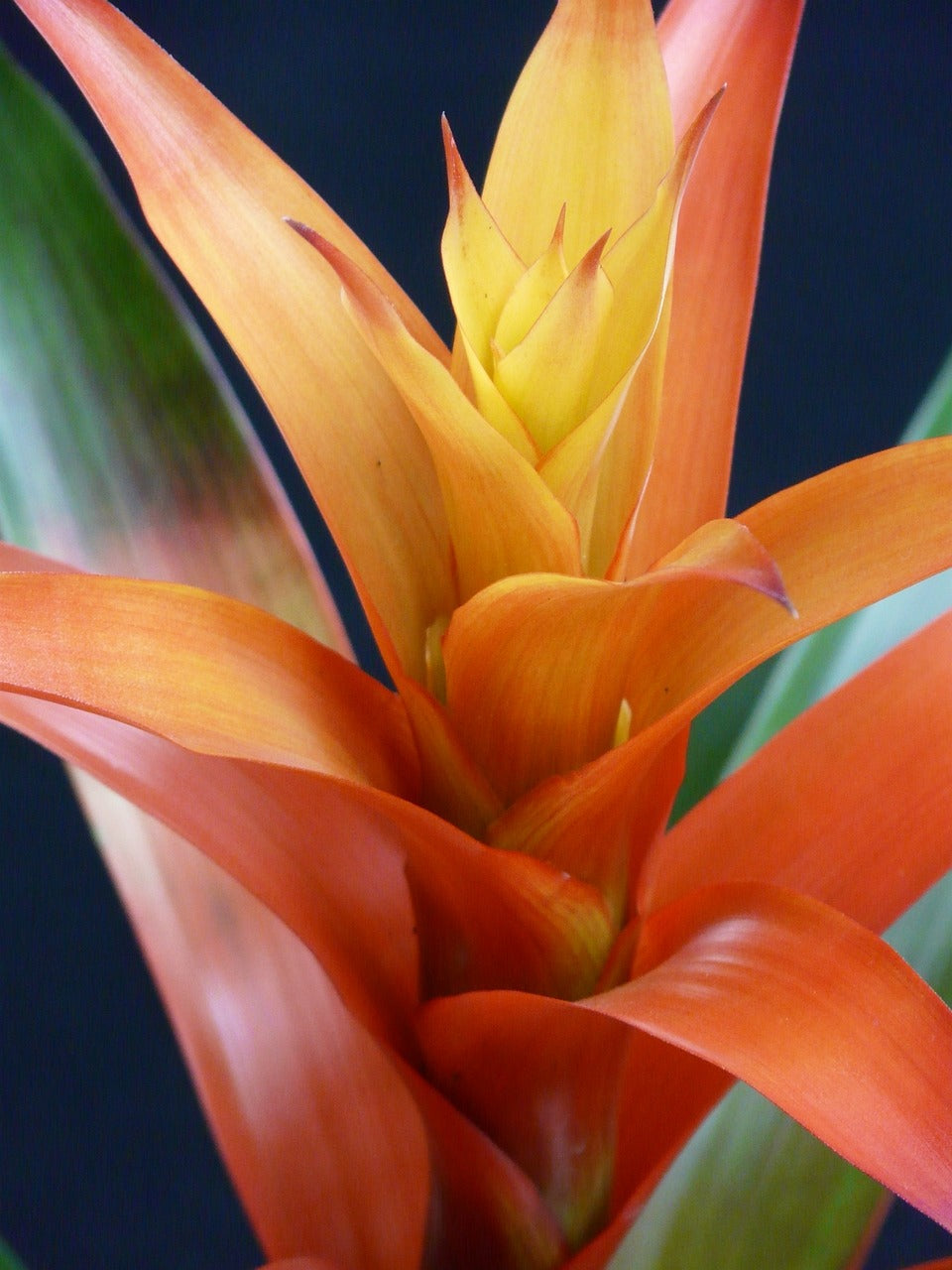 Bromelia o Guzmanía