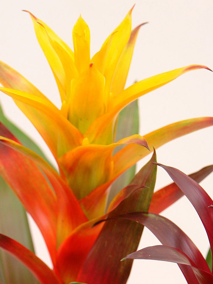 Bromelia o Guzmanía