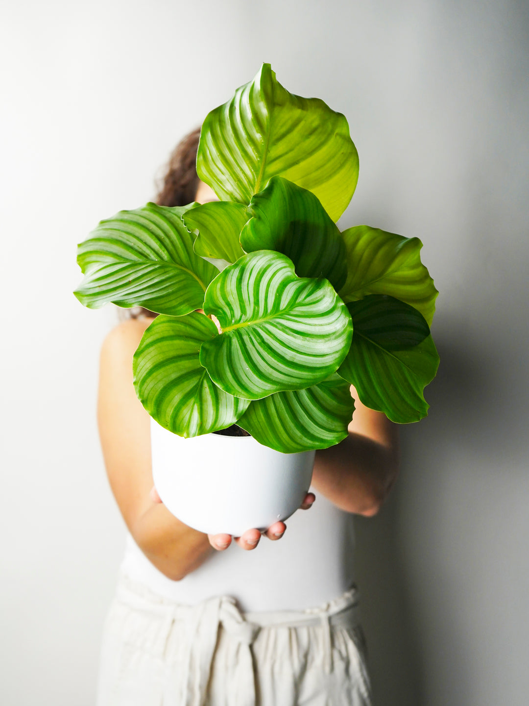 Calathea Orbifolia