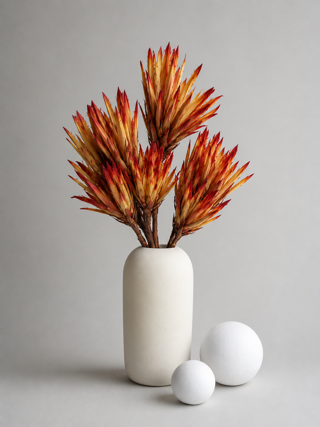 Protea Seca