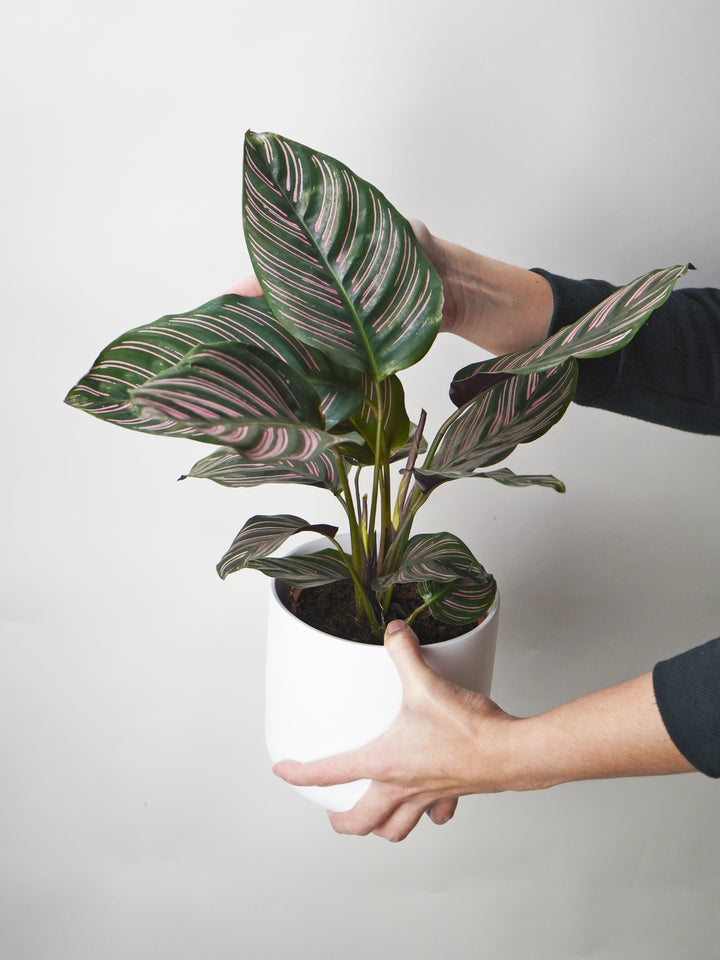 Calathea Ornata o Sanderiana