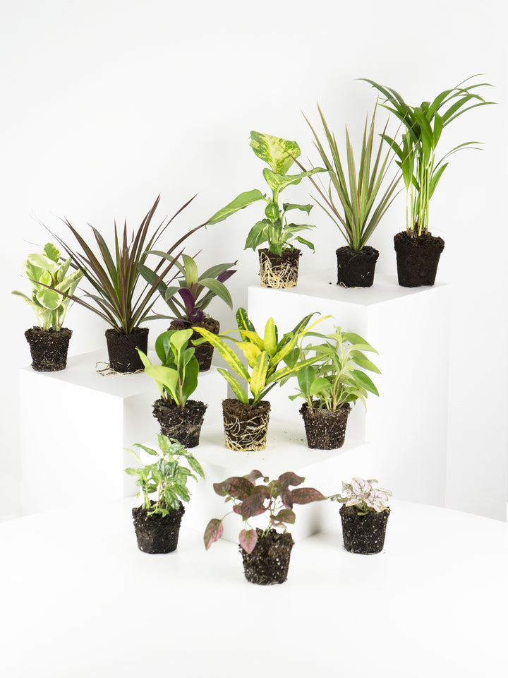 Pack de Mini Plantas - nāu green