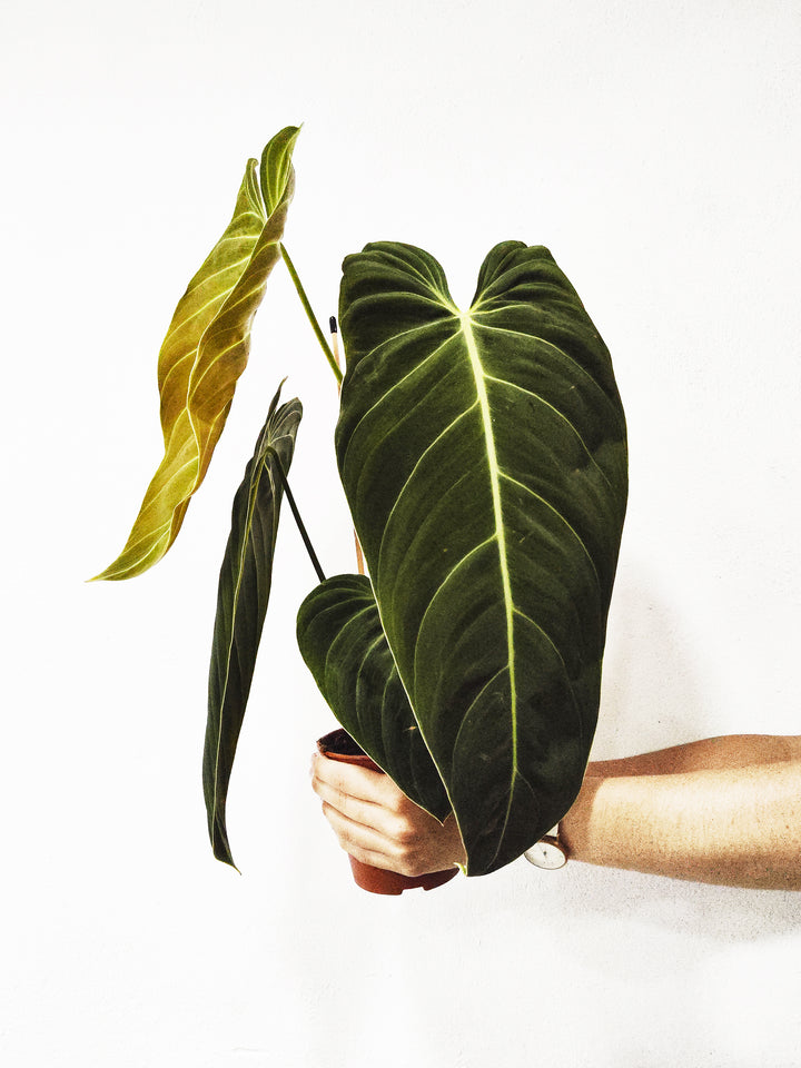 Philodendron Melanochryum - nāu green