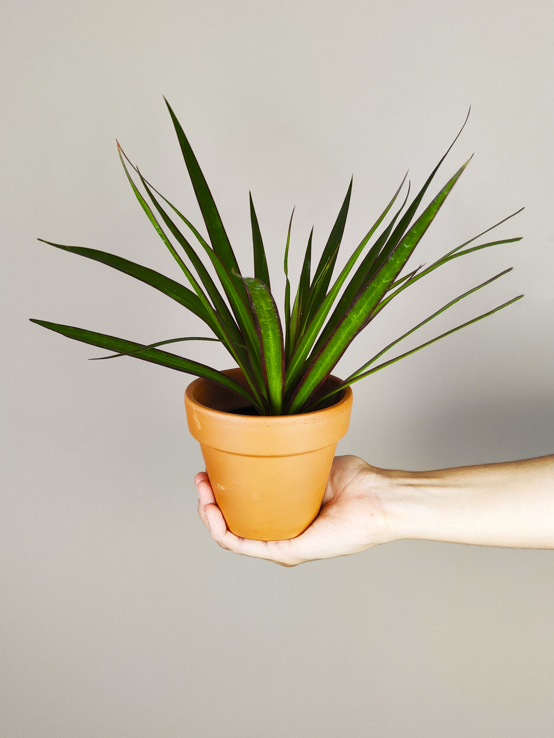 Mini Dracaena Marginata Magenta - nāu green