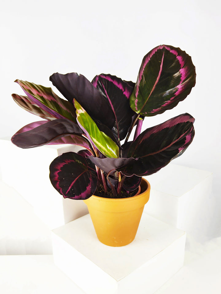 Calathea Roseopicta