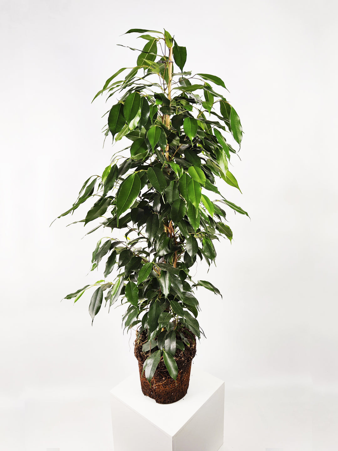 Ficus Benjamina Danielle Grande