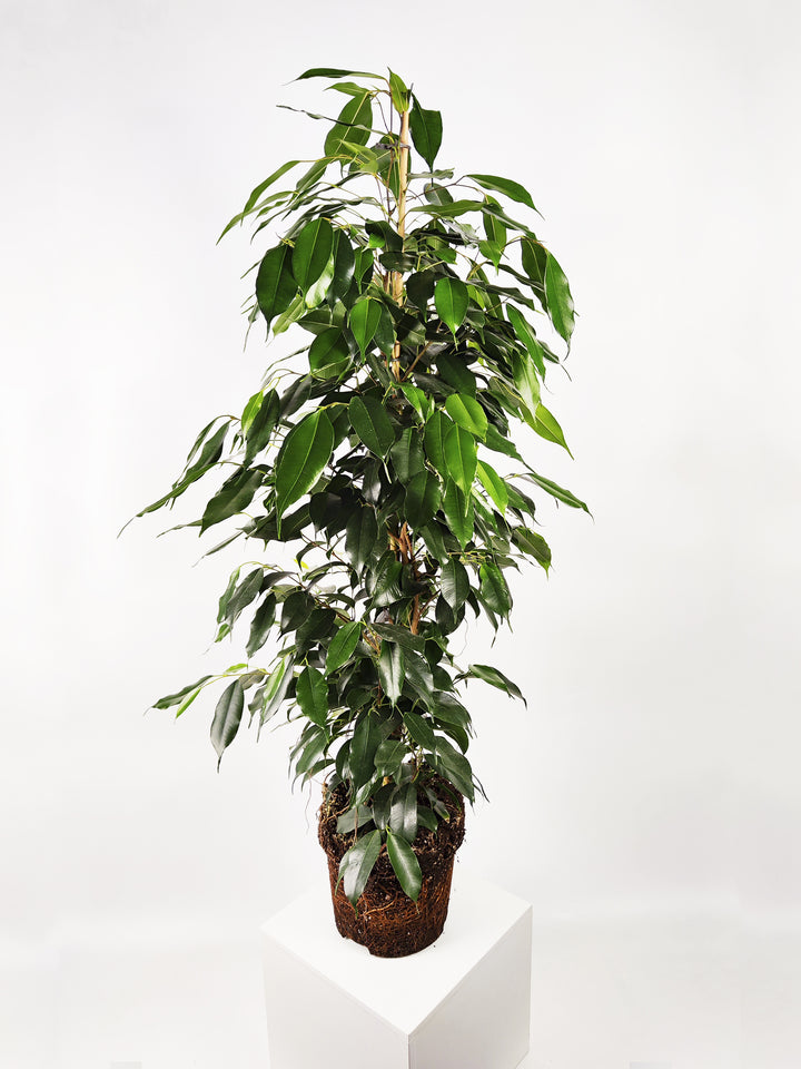 Ficus Benjamina