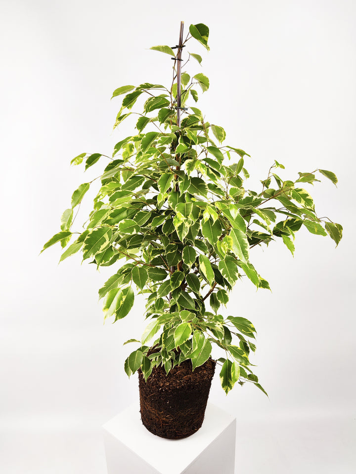 Ficus Golden Grande