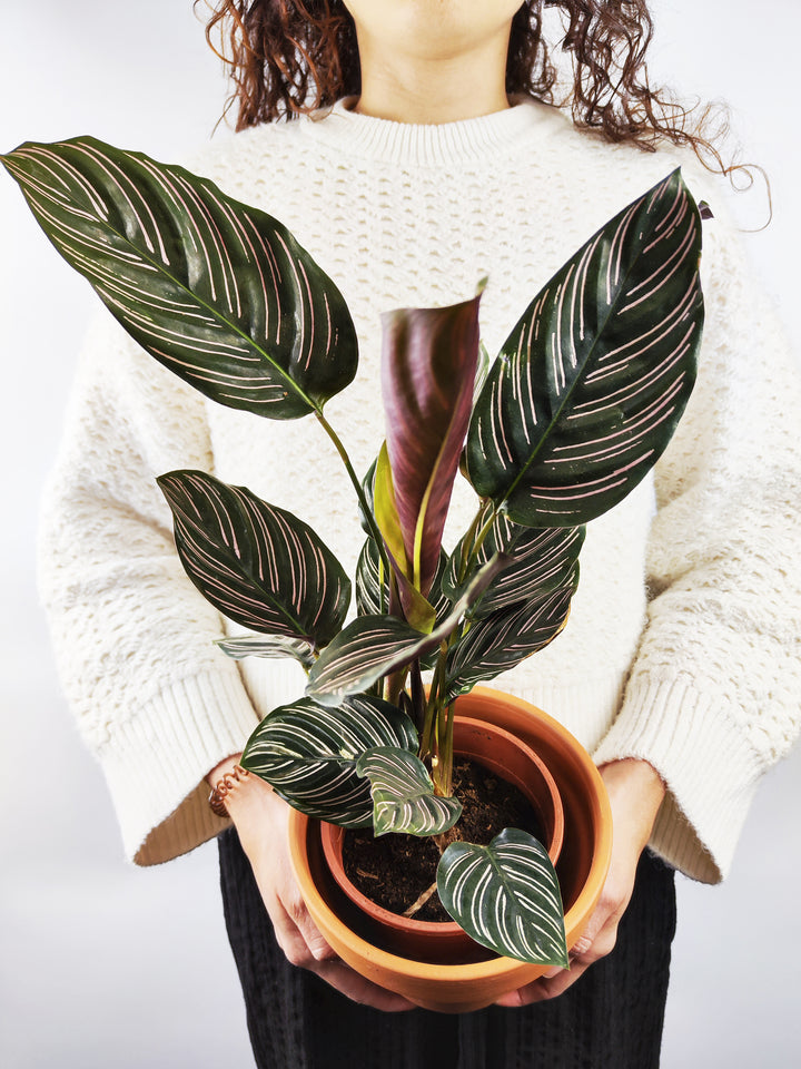 Calathea Ornata o Sanderiana