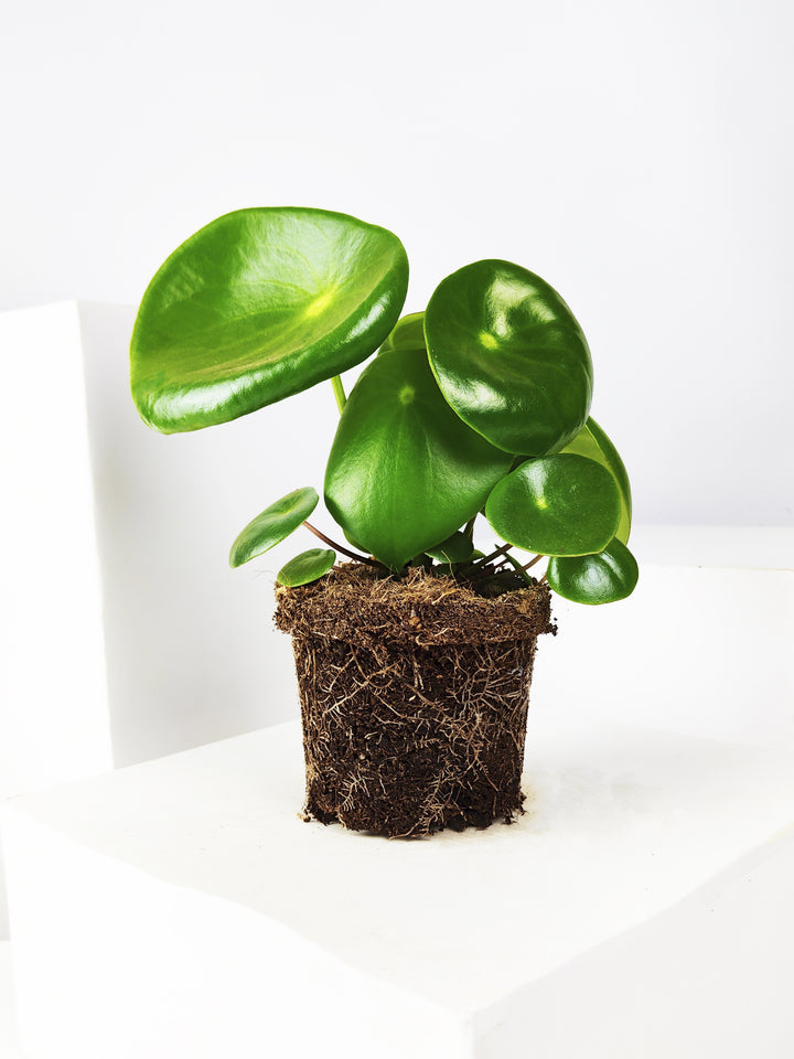 Peperomia Raindrop