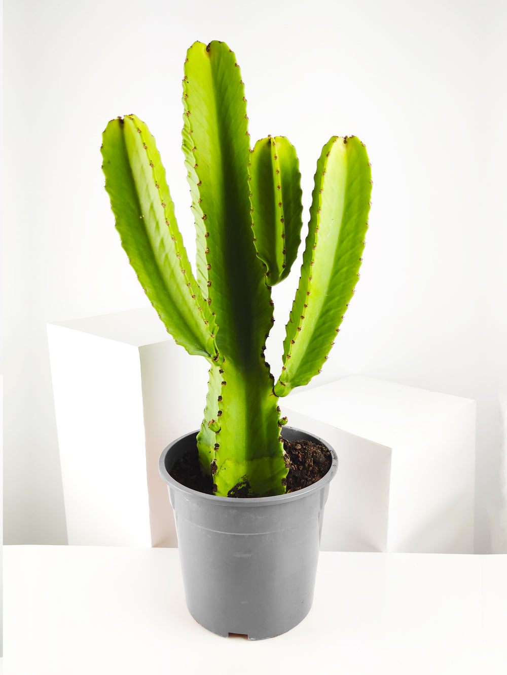Euphorbia Ingens o Árbol candelabro - nāu green