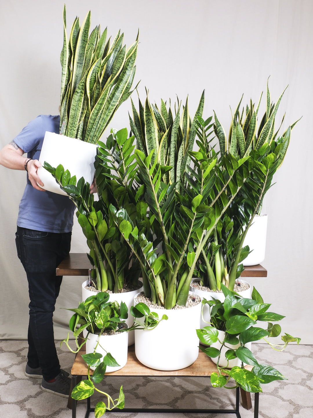 Sansevieria Laurentii o Lengua de Suegra