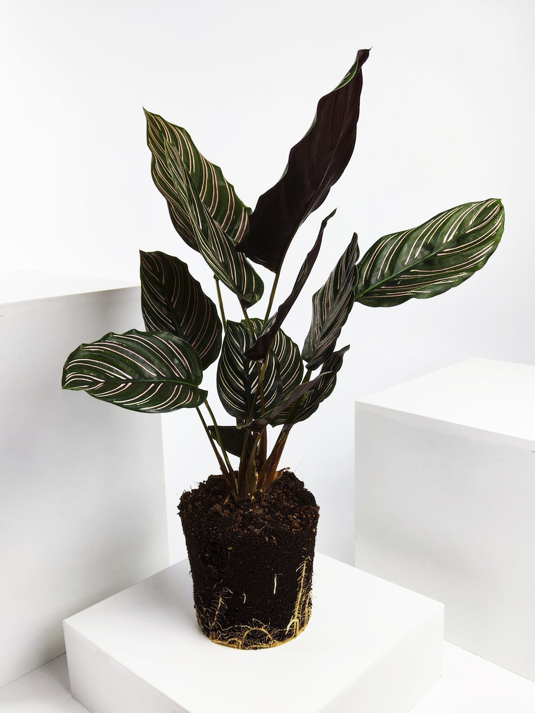 Calathea Ornata o Sanderiana