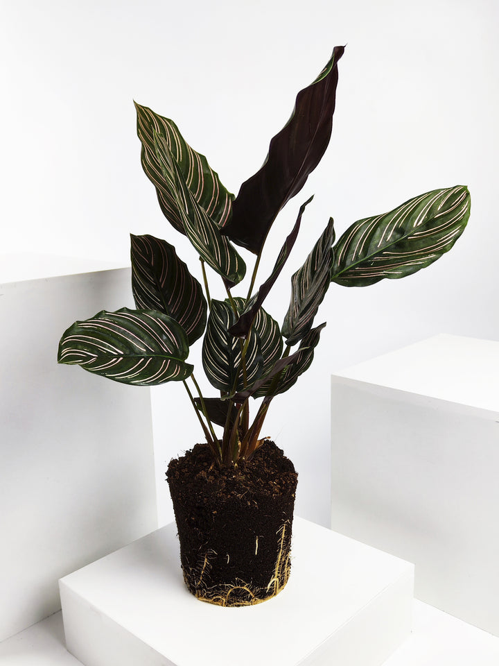 Calathea Ornata o Sanderiana