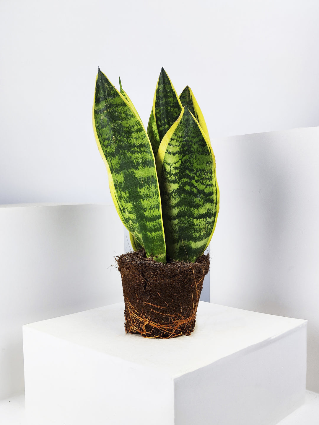 Sansevieria Futura Superba 