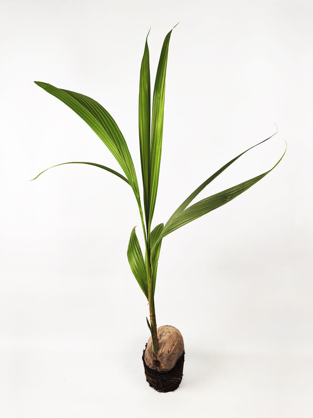 Coco Nucifera or Coconut Tree