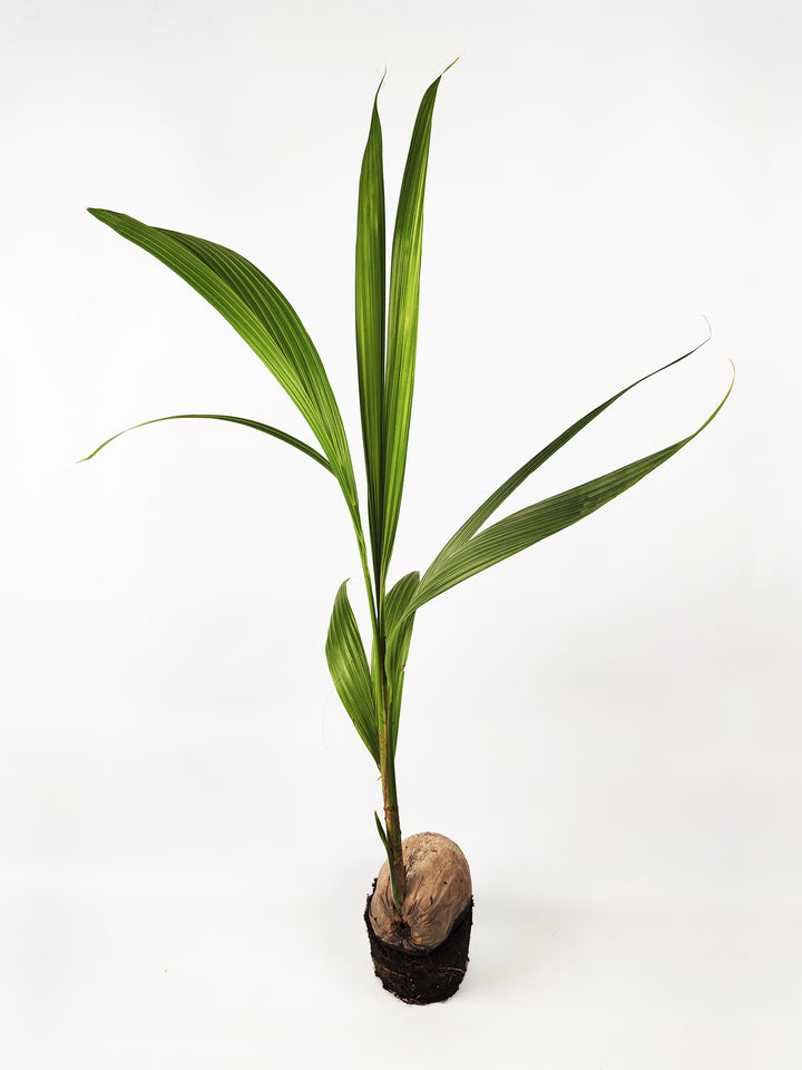 Coco Nucifera or Coconut Tree