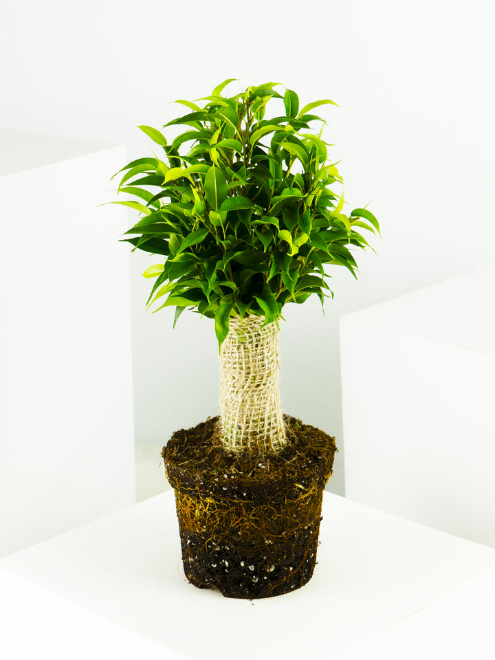 Ficus Benjamina - nāu green