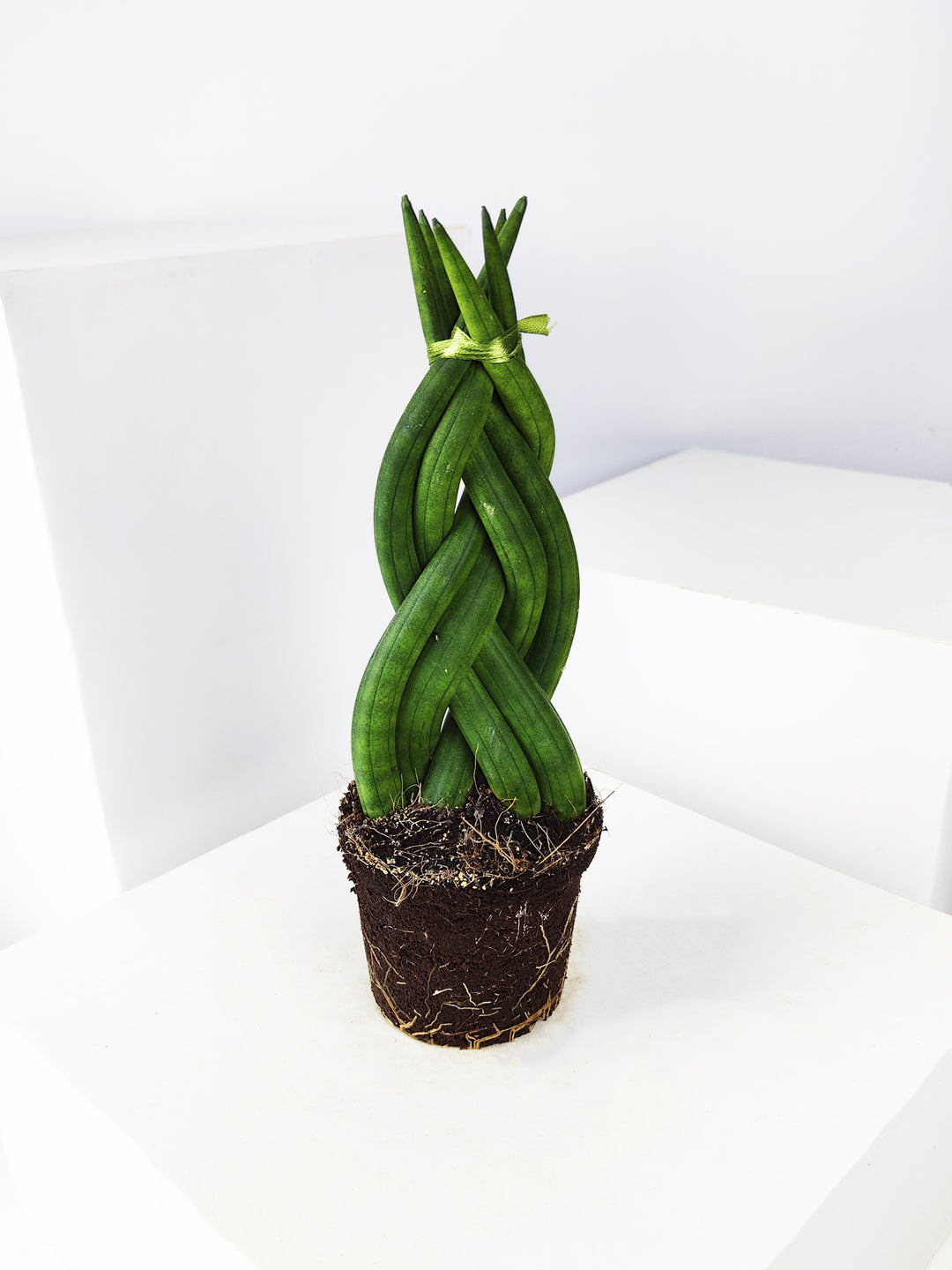 Sansevieria Cylindrica Trançada