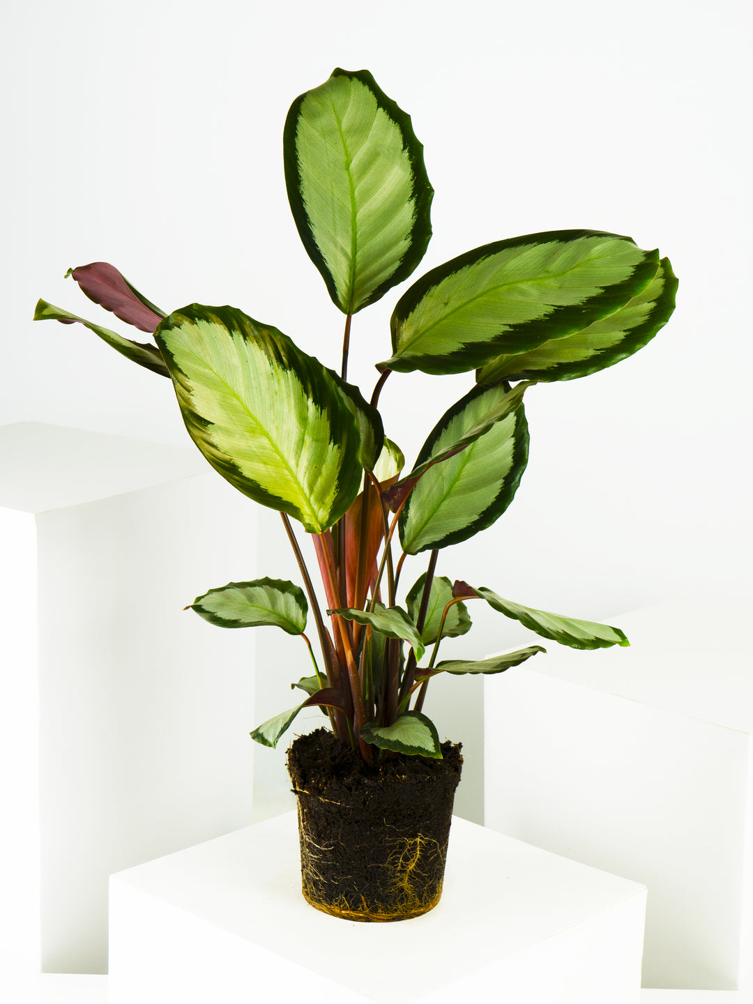 Calathea Argentea - nāu green